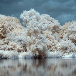 Пазл: Деревья у озера  