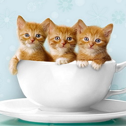 Пазл: Рыжики