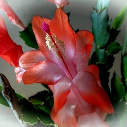 Пазл: Декабрист - зимняя сказка