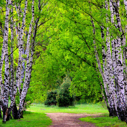 Пазл: Березовая аллея 