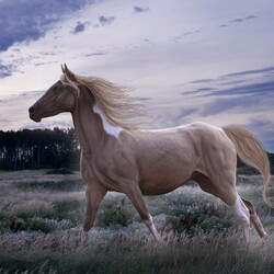 Пазл: На встречу ветру 