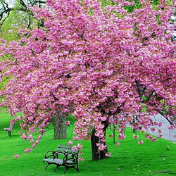 Пазл: Сады цветут