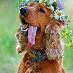 Пазл: Милашка в венке