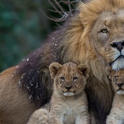 Пазл: Отец семейства 