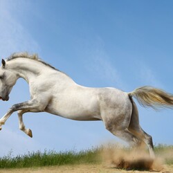 Пазл: В прыжке 