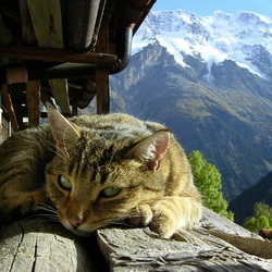 Пазл: В горах