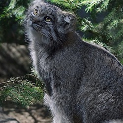 Пазл: Мне грустно и легко
