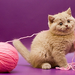 Пазл: Любимый клубок