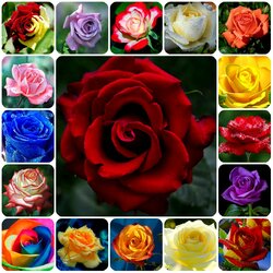 Пазл: Королева цветов