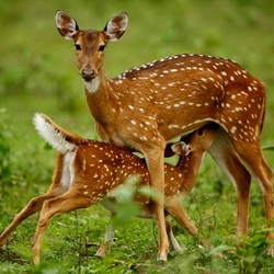 Пазл: Олени