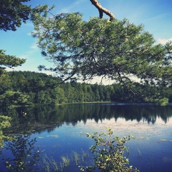 Пазл: Лесное озеро