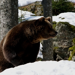 Пазл: Вот и весна!