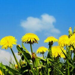 Пазл: Одуванчики