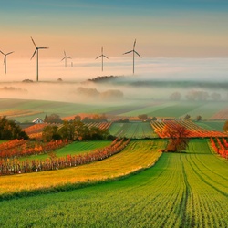 Пазл: Виноградник 