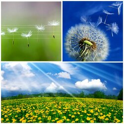 Пазл: Одуванчиковый вальс