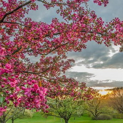 Пазл: Сады цветут