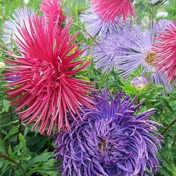 Пазл: Астры на клумбе