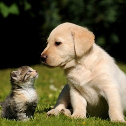 Пазл: Противостояние 