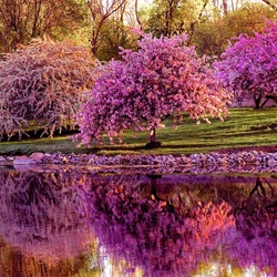 Пазл: Сакура в цвету