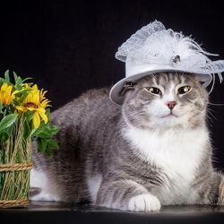 Пазл: Котонатюрморт