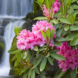 Пазл: Олеандр