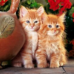 Пазл: Рыжики