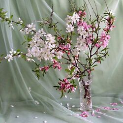 Пазл: Вишневый цвет