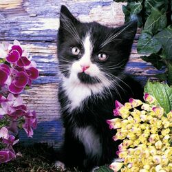 Пазл: Котенок Миа