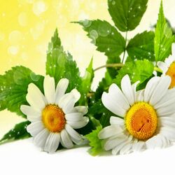 Пазл: Ромашки