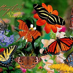 Пазл: Batterfleis of North America