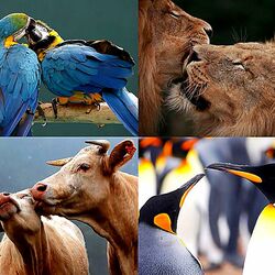 Пазл: Вдвоем