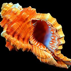 Пазл: Морская раковина