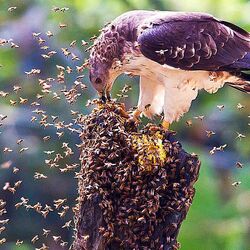 Пазл: Хохлатый  осоед во время ланча