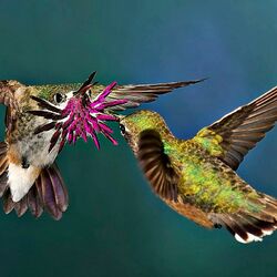 Пазл: Ухаживание