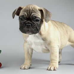 Пазл: Щенок