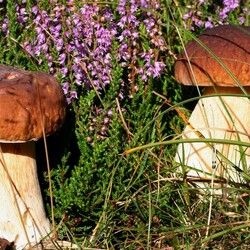 Пазл: Грибочки