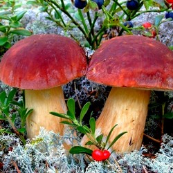 Пазл: Грибочки