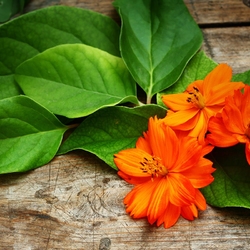 Пазл: Композиция с космеей