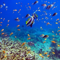 Пазл: Подводный мир