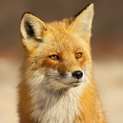 Пазл: Лисица