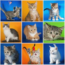 Пазл: Кошки