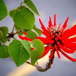 Пазл: Эритрина