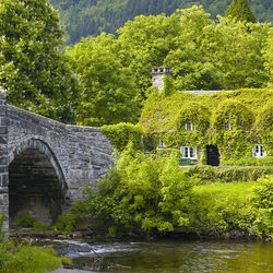 Пазл: Утопая в зелени