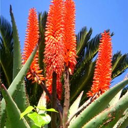 Пазл: Алоэ в цвету