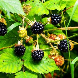 Пазл: Ежевика