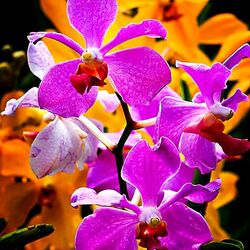 Пазл: Цветы