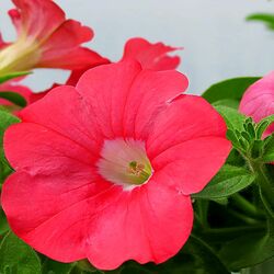 Пазл: Петуния