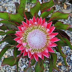 Пазл: Цветок 