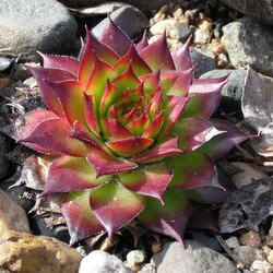 Пазл: Каменная роза