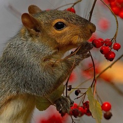 Пазл: Любитель рябины
